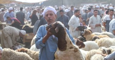 كيف تختار خروف العيد بسهولة: 17 خطوة لضمان أضحية صحية 2 كيف تختار خروف العيد بسهولة: 17 خطوة لضمان أضحية صحية