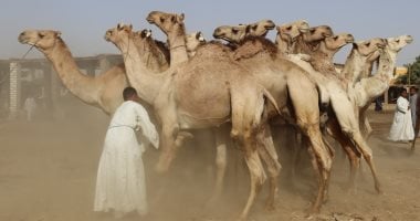 كيف تشتري أضحية من الجمال؟ تعرف على الإجابة من تجار دراو بأسوان 2 كيف تشتري أضحية من الجمال؟ تعرف على الإجابة من تجار دراو بأسوان