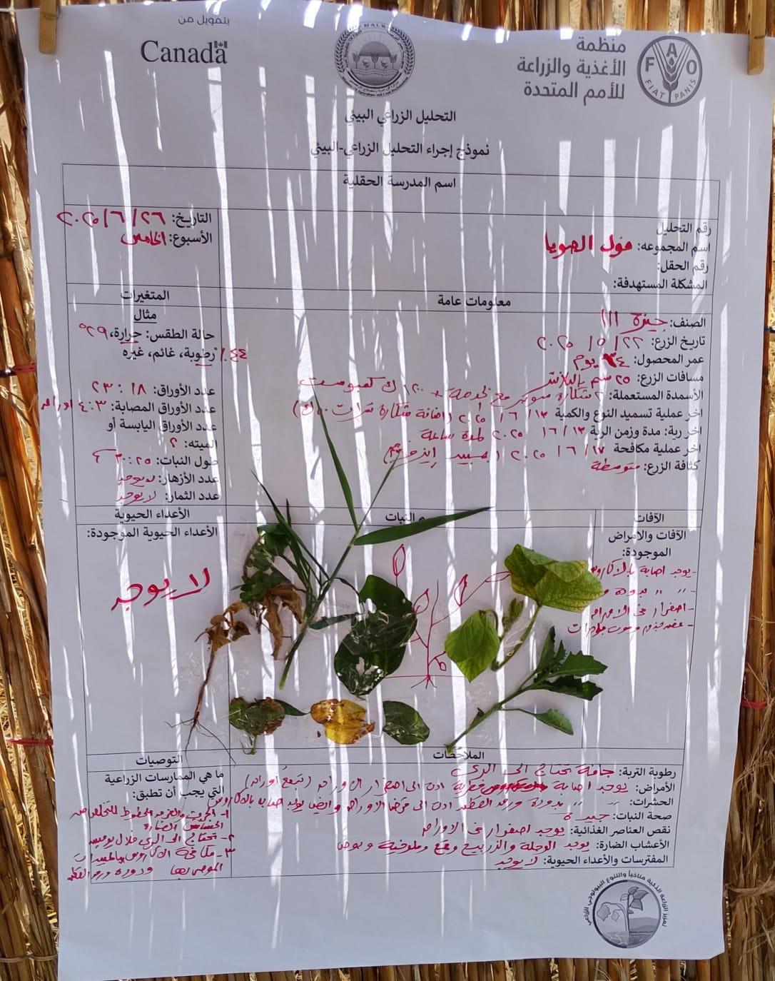 كيف يواجه مزارعو البحيرة التغيرات المناخية بذكاء