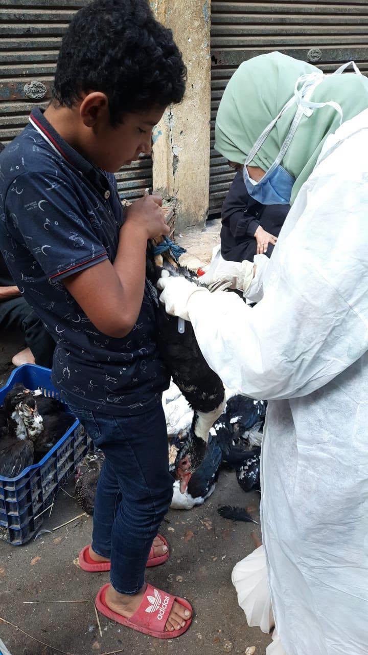 تحصين مليون طائر