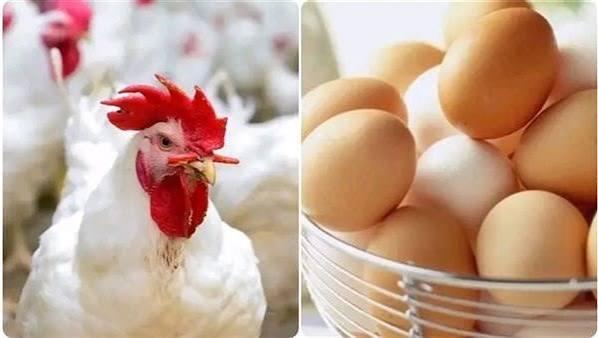 أسعار الفراخ البيضاء