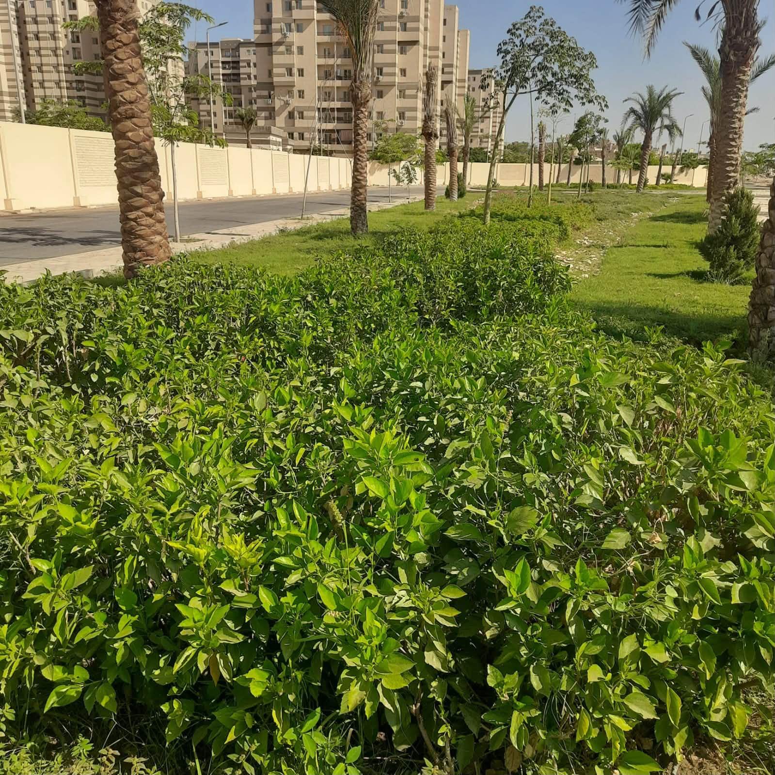 الإسكان