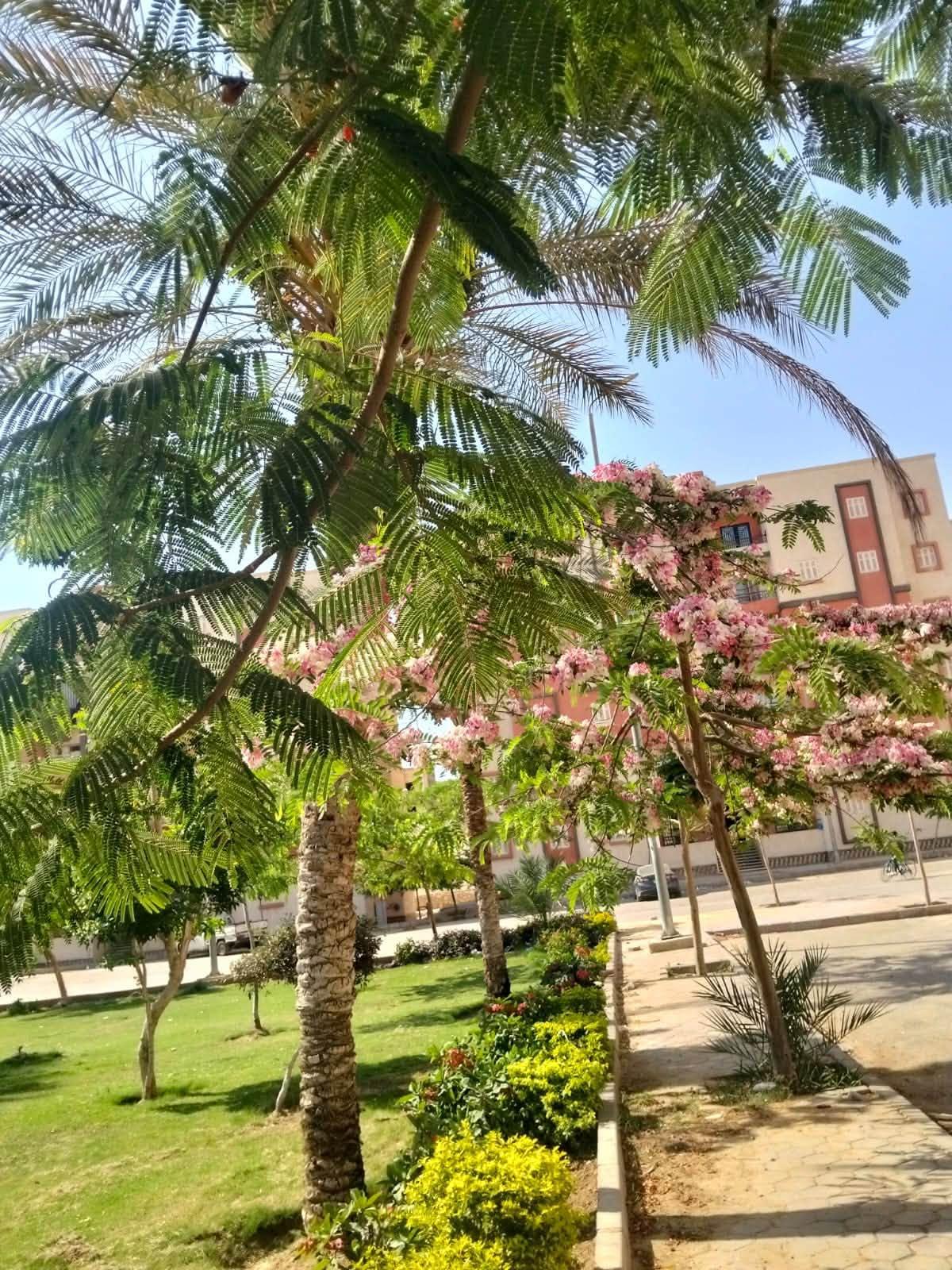 الإسكان